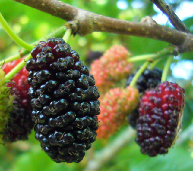 Screen Shot 2016-01-06 at 12.00.03 PM